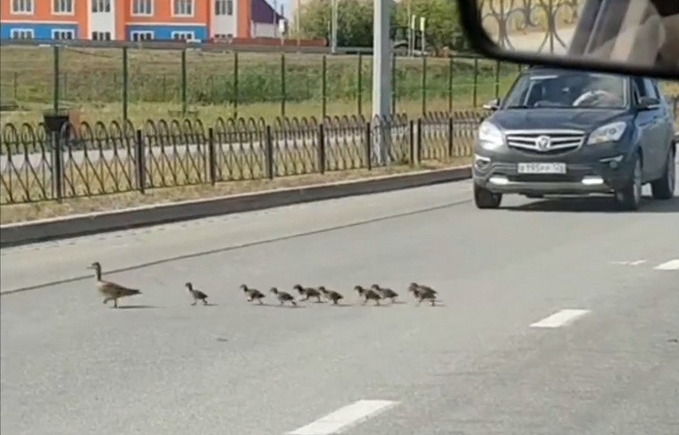 Create meme: a duck with ducklings crosses the road, duck transfers ducklings across the road traffic cop, duck with ducklings