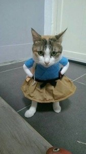 Создать мем: cat funny, наряд для кошки и хозяйки, кошка