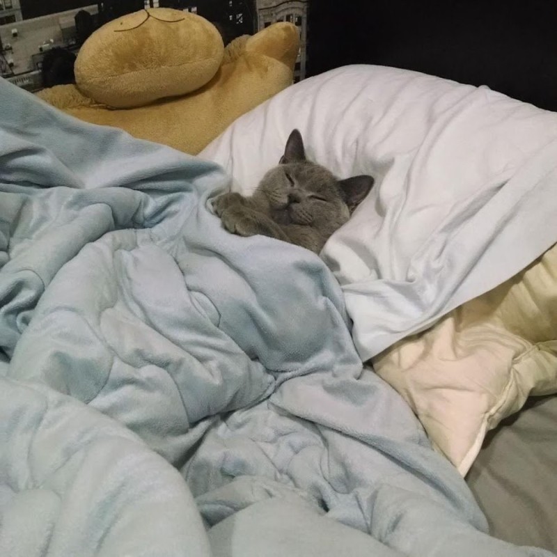 Создать мем: кот на кровати, котик сонный, спящий кот