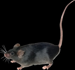 Создать мем: крыса, mouse, мышка животное