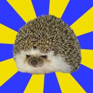 Create meme: hoglets, hedgehog, hedgehogs