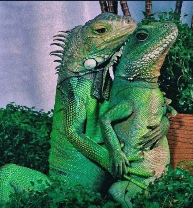 Create meme: two lizards, common iguana, iguana