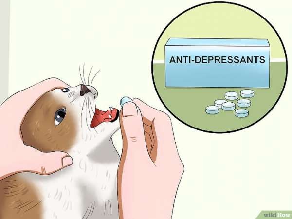 Create meme: cats , rabies in cats, memes about a cat and a pill