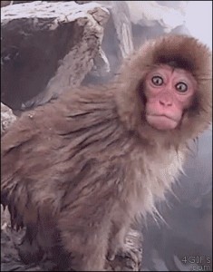Создать мем: обезьяна макака, обезьяна, две обезьянки