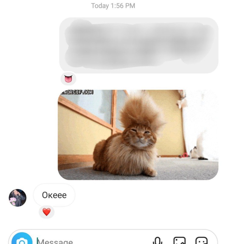 Создать мем: коты с прическами, скриншот, кошки смешные