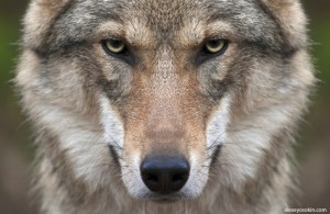 Create meme: wolf animal, wolf face, the sight of a wolf