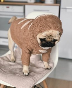 Создать мем: вязаный свитер для собаки мопса, мопс мопс, порода мопс