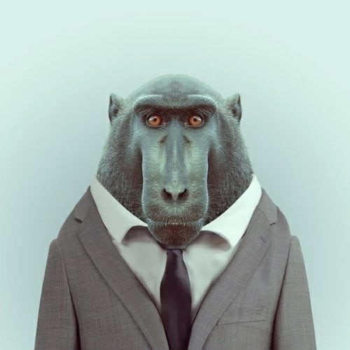 Создать мем: обезьяна, смешные животные, обезьяна в костюме
