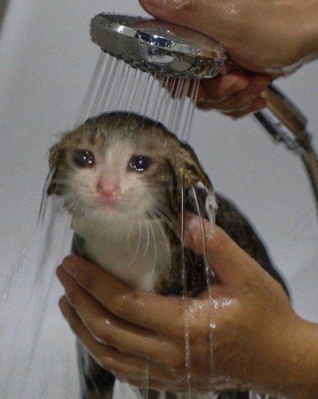 Создать мем: плачущий кот, кот под душем, мокрый кот
