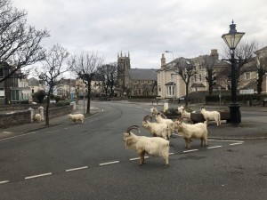 Create meme: the city, Ireland, Ireland cattle