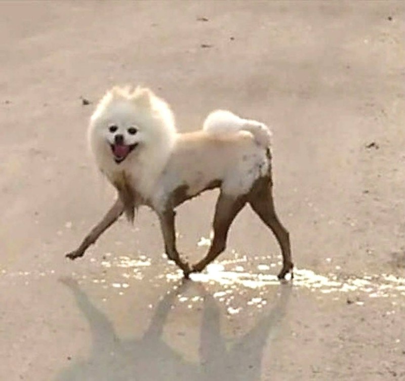 Create meme: white Pomeranian with dirty hands, dog Spitz, creep spitz