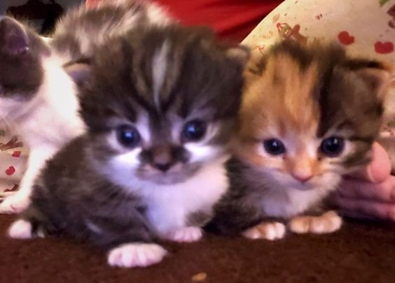 Create meme: cute kittens, kittens are mongrel, kitten pack