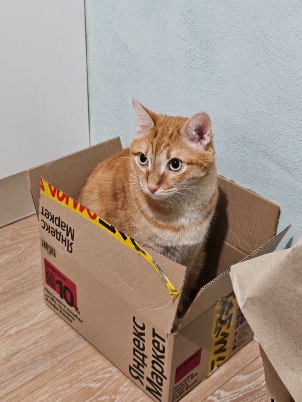Create meme: cat , cat , cat in box 