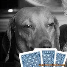 Create meme: dog podozrevala , Dachshund dog, a stoned dog