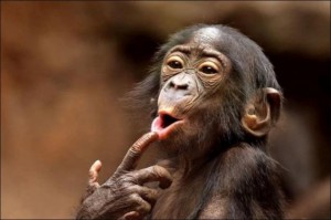 Create meme: primates, the emotions of the apes, funny chimpanzee