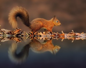Create meme: autumn screensaver proteins, proteins animals, autumn squirrel reflection