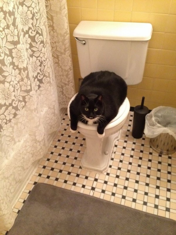 Создать мем: кот на толчке, кошачий туалет, туалет