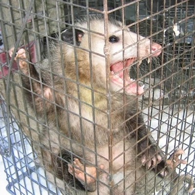 Create meme: a possum in a cage, An evil possum in a cage, possum in a carrier cage