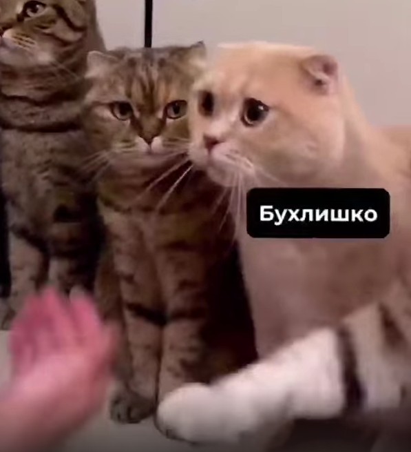 Создать мем: милые котики, кошка, животные