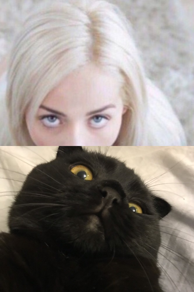Создать мем, elsa jean meme, black cat, elsa jean мемы, elsa je...