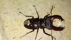 Create meme: beetle, beetle stag, beetle stag