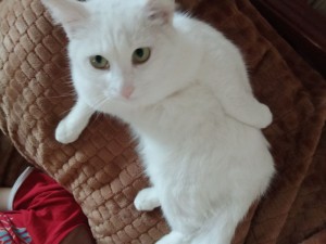 Create meme: beautiful white cat, ivory white, cat