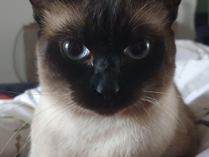 Создать мем: порода сиамская зовут алиса, тайская кошка, сиамская кошка с красными глазами
