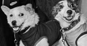 Создать мем: советская собака, собака белка, собака белка фото