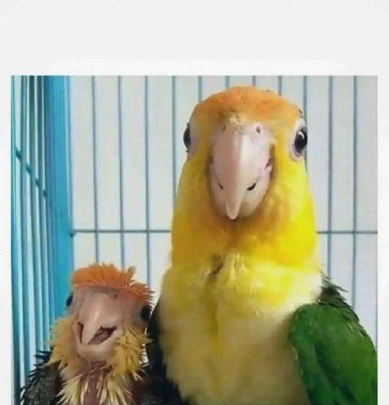 Создать мем: смешные попугайчики, мемы с двумя попугаями, попугай ара
