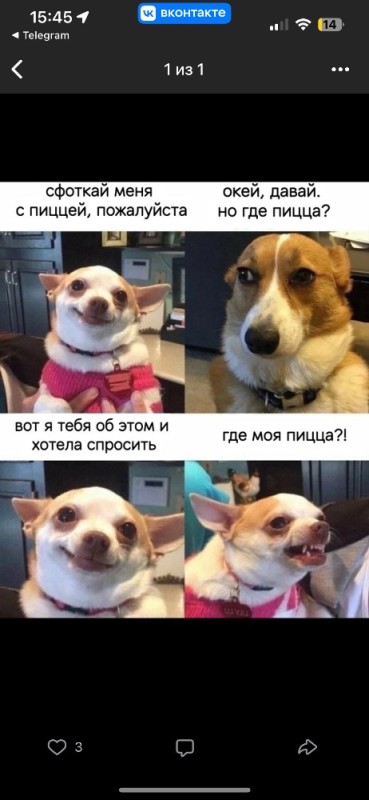 Create meme: funny Chihuahua, chihua Hua meme, Chihuahua memes