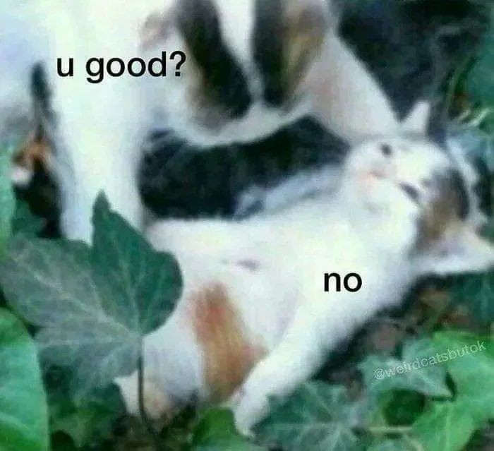 Create meme: aduhai meme, adorable kittens, cat 