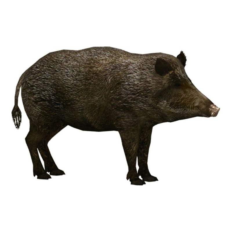 Create meme: wild boar on a white background, wild boar , boar clipart