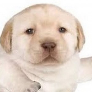 Создать мем: собака смешная, собака, желтый щенок retriever лабрадора мем