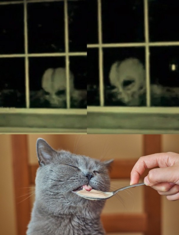 Create meme: cat fed with a spoon, the cat eats with a spoon, cat with a spoon