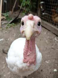 Create meme: bshg turkeys, Turkey , turkey breeds