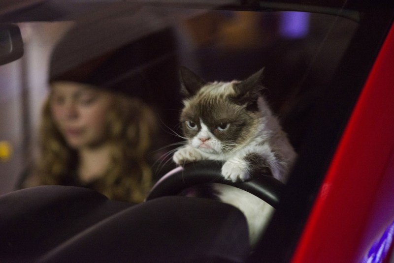 Create meme: unhappy cat , the cat behind the wheel, a disgruntled cat at the wheel