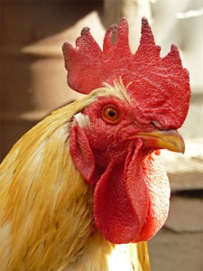 Create meme: 3 cock, chicken, rooster comb
