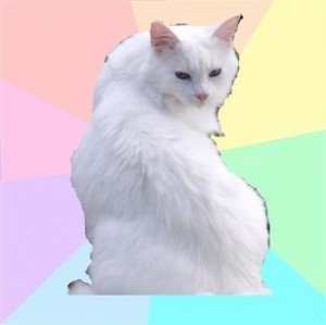 Create meme: kitty, cat meme, Beauty Addict Kitty