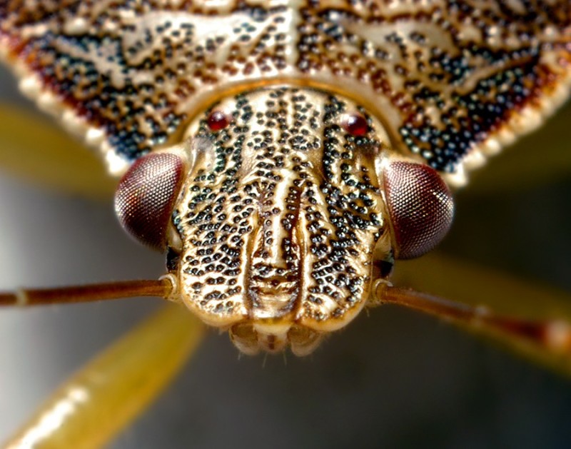 Create meme: macro insects, beetle under the microscope, insects in the dew