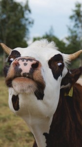 Создать мем: картинки три смешных коровы, забавные коровы, корова морда