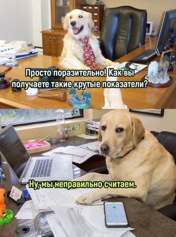 Создать мем: собака смешная, собака на работе, собака в офисе