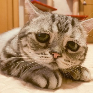 Create meme: a shame, sad cat, cat Luh photos