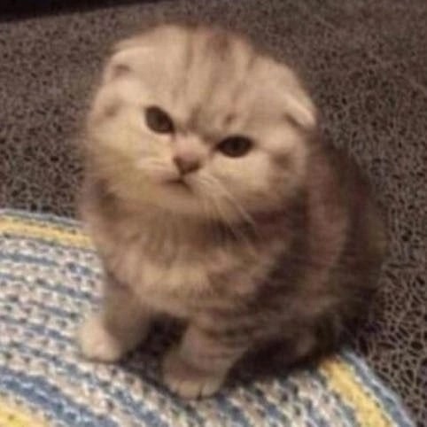 Create meme: scottish fold kittens, lop - eared cat, lop-eared 
