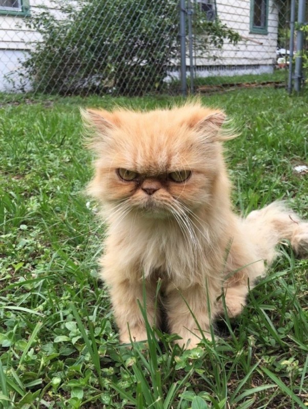 Создать мем: персидская кошка, персидский кот, злобный кот
