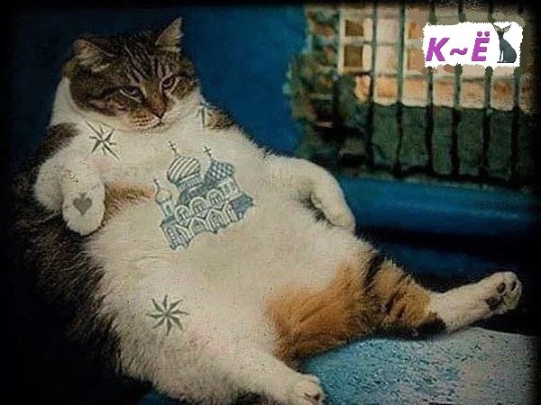 Create meme: fat cat , fat cat , thug cat 