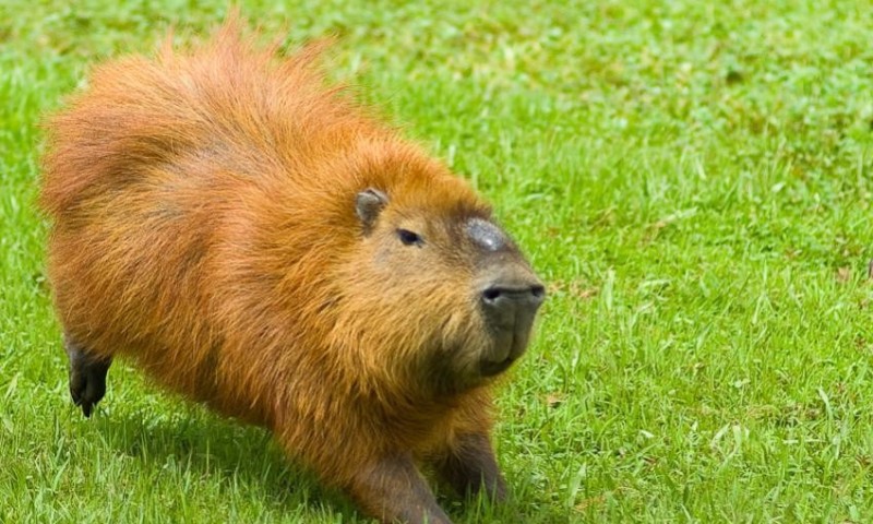 Create meme: the largest rodent is the capybara, big capybara guinea pig, the capybara 