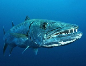 Создать мем: барракуда рыба маленькая, барракуда рыба куба, plymouth barracuda