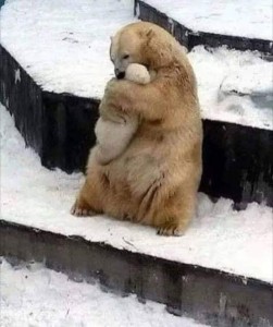 Create meme: the polar bear is cute, animals funny, bear cute
