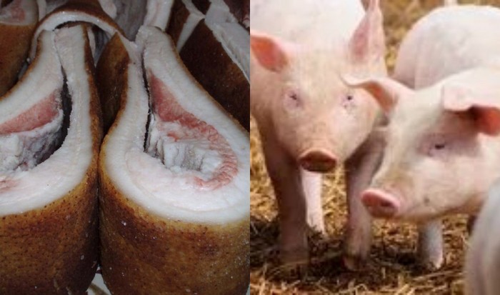 Create meme: the Latvian white breed pigs, a pig without fat is a breed, large white breed of pigs