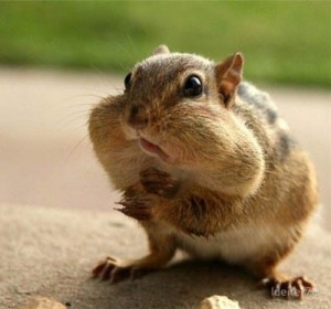 Create meme: funny squirrels, jokes about Chipmunk, Chipmunk meme